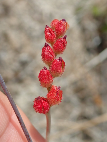 Drosera sessilifolia (Drosera sessilifolia)