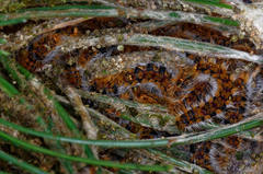 Thaumetopoea pityocampa