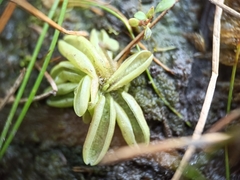 Pinguicula lusitanica