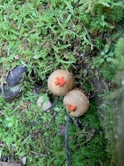 Calostoma ravenelii ravenelii
