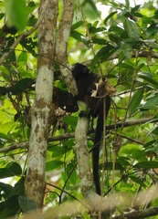 Saguinus fuscicollis