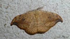 Drepana falcataria