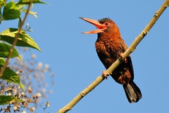 Purus Jacamar photo 1