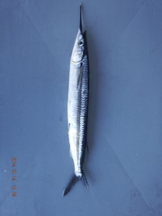 Hemiramphus saltator