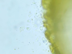 Caloplaca stillicidiorum