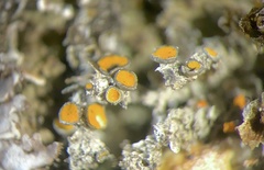 Caloplaca stillicidiorum