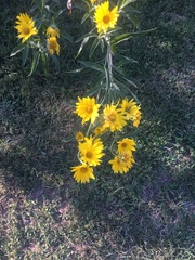 Helianthus maximiliani