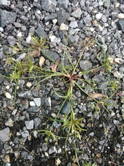 Cyperus compressus