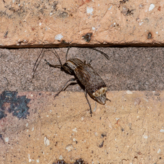 Ancylotropis waterhousei