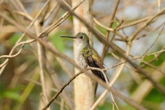 Chrysuronia oenone