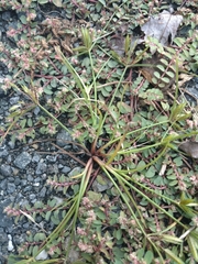Cyperus compressus