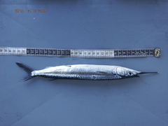 Hemiramphus saltator