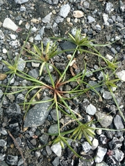 Cyperus compressus