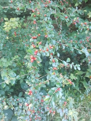 Cotoneaster divaricatus