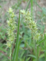 Cenchrus tribuloides