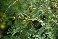 Indigofera heterantha