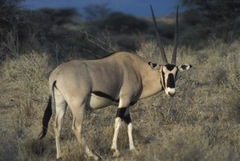 Oryx beisa beisa