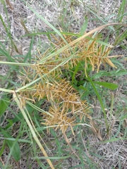 Cyperus esculentus leptostachyus