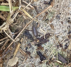 Armadillidium vulgare