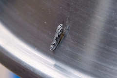 Ethmia semitenebrella