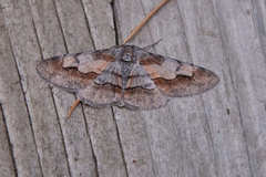 Stenoporpia pulmonaria