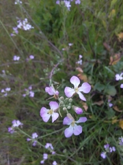Raphanus sativus