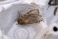 Pseudohemihyalea edwardsii