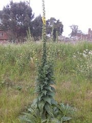 Verbascum virgatum