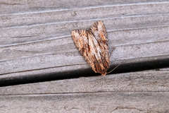 Apamea lignicolora