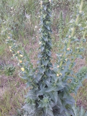 Verbascum virgatum