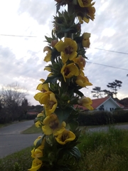 Verbascum virgatum