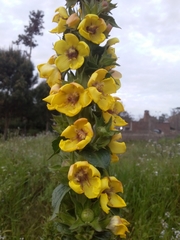 Verbascum virgatum