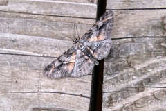 Stenoporpia glaucomarginaria