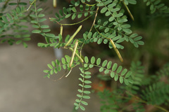 Indigofera heterantha