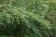 Indigofera heterantha