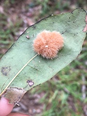 Callirhytis infuscata