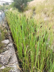 Typha