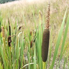 Typha