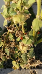 Pyrrhocoris apterus
