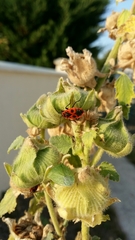 Pyrrhocoris apterus