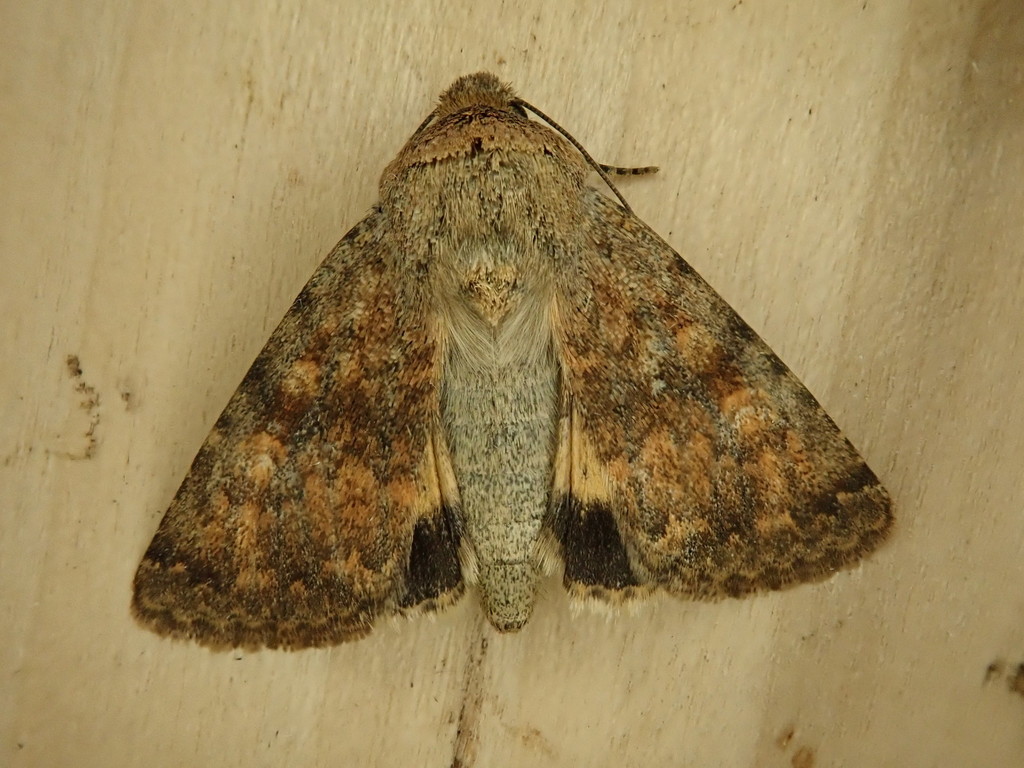 Sympistis regina