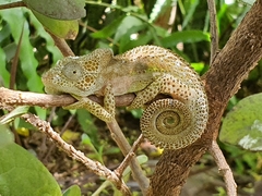 Bradypodion damaranum