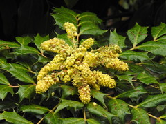 Berberis napaulensis