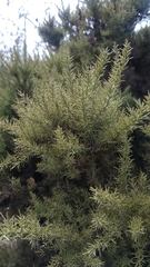 Ulex argenteus argenteus