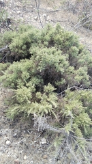 Ulex argenteus argenteus