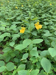 Impatiens pallida