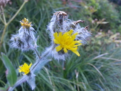 Hieracium scouleri