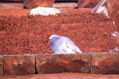 Columba livia