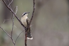 Chrysococcyx osculans