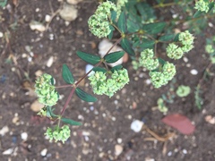 Euphorbia lasiocarpa